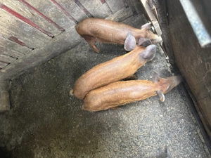 De vânzare purcei Mangalita!!! - imagine 4