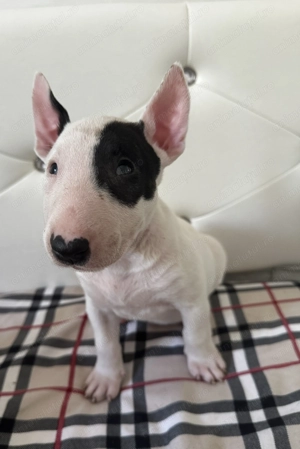 Fetița Bull Terrier,disponibilă  - imagine 4