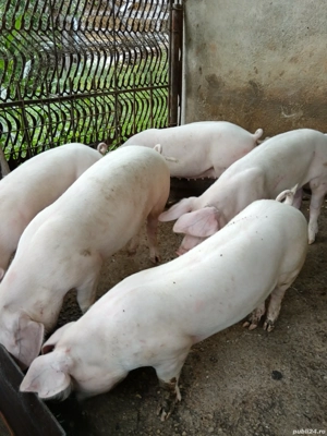 Șoldani landrace. - imagine 4 Șoldani landrace. - imagine 4