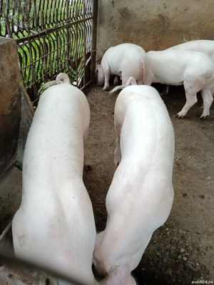 Șoldani landrace. - imagine 3 Șoldani landrace. - imagine 3