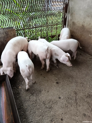 Șoldani landrace. - imagine 5 Șoldani landrace. - imagine 5