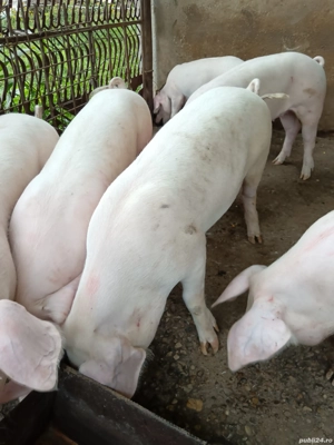 Șoldani landrace. - imagine 2 Șoldani landrace. - imagine 2