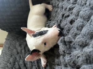  Pui Bull Terrier disponibili   5 exemplare - imagine 3