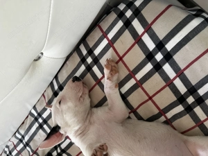 Fetița Bull Terrier,disponibilă  - imagine 3