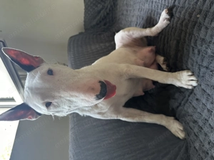 Fetița Bull Terrier,disponibilă  - imagine 5