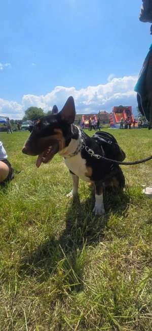  Pui Bull Terrier disponibili   5 exemplare - imagine 9