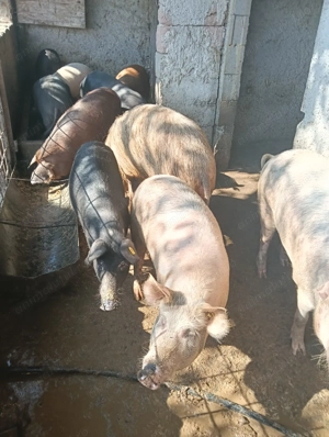 Dau frumuseți sănătoși mancaciosii crescuți bio rasele managalita duroc marele alb pietrean  - imagine 3