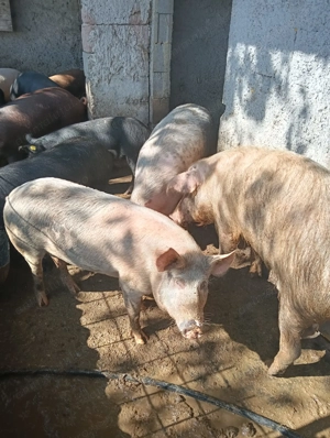 Dau frumuseți sănătoși mancaciosii crescuți bio rasele managalita duroc marele alb pietrean  - imagine 4