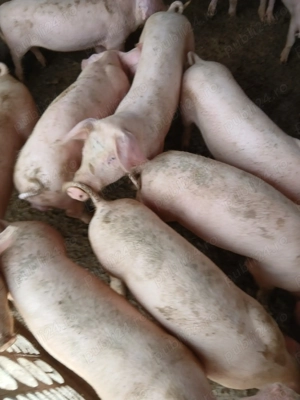 Vând suldeii20 25 kg.... - imagine 2