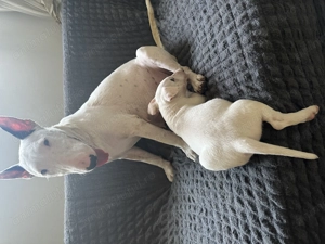  Pui Bull Terrier disponibili   5 exemplare - imagine 10