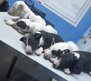  Pui Bull Terrier disponibili   5 exemplare - imagine 6
