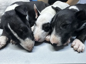  Pui Bull Terrier disponibili   5 exemplare - imagine 2