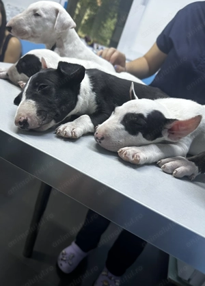  Pui Bull Terrier disponibili   5 exemplare - imagine 8