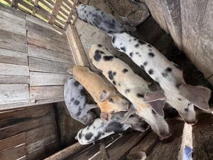  Porci de vânzare   Pietrar cu Marele Alb 