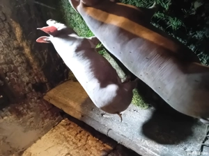 vand 2 porci din 3 .pietrean crescuti naturar