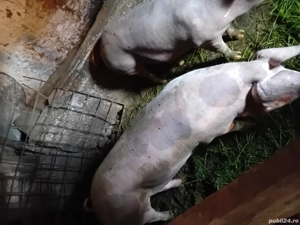 vand 2 porci din 3 .pietrean crescuti naturar - imagine 2 vand 2 porci din 3 .pietrean crescuti naturar - imagine 2