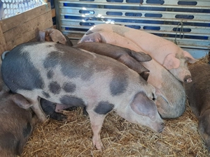 Vând porci mari rasă de carne