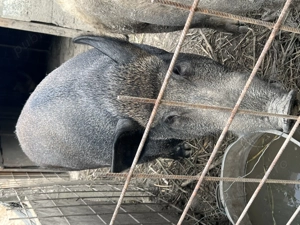 Vând porc mistreț original! 