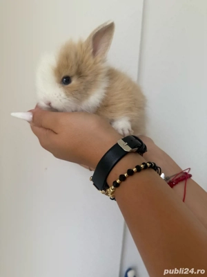 iepurasi pitici - imagine 3