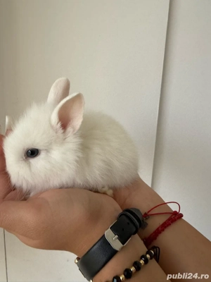 iepurasi pitici mini toy - imagine 3