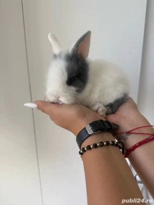 iepurasi pitici - imagine 2