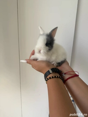 iepurasi pitici mini toy - imagine 2