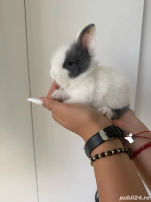 iepurasi pitici - imagine 4