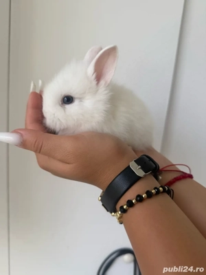 iepurasi pitici mini toy - imagine 5