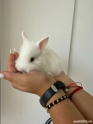 iepurasi pitici - imagine 3