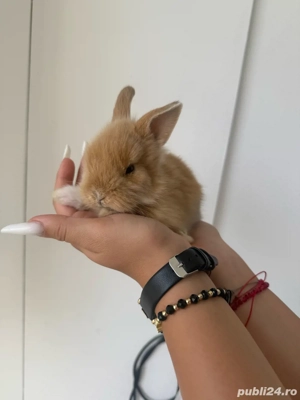 iepurasi pitici - imagine 2