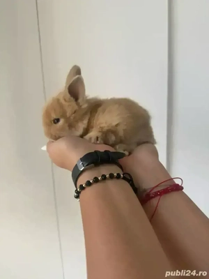 iepurasi pitici mini toy