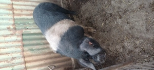 Vier bazna  - imagine 2