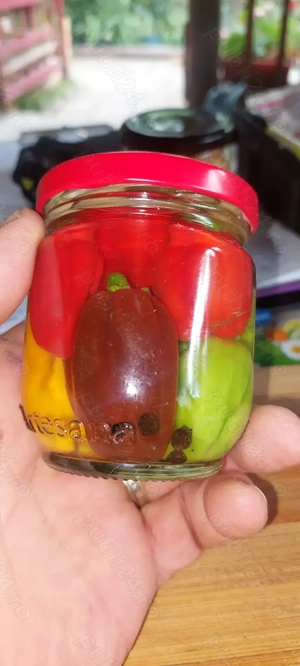 Habanero orange, choco, red,murați 