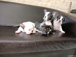 Bulldog francez din părinții cu pedigree 