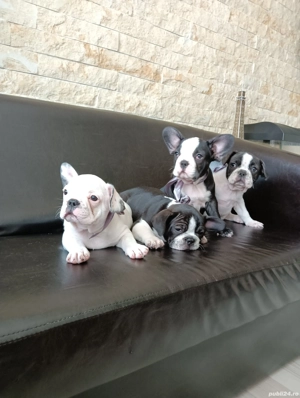 Bulldog francez din părinții cu pedigree  - imagine 2