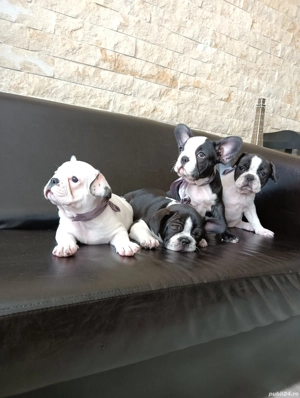 Bulldog francez din părinții cu pedigree 