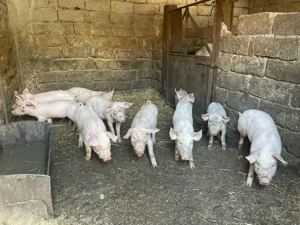 Vânzare purcei -Marele Alb cu landras(3 lunii) - imagine 2