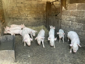 Vânzare purcei -Marele Alb cu landras(3 lunii) - imagine 4