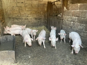 Vânzare purcei -Marele Alb cu landras(3 lunii) - imagine 5