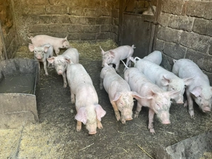 Vânzare purcei -Marele Alb cu landras(3 lunii) - imagine 3