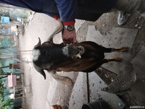 Se vinde Tap - imagine 2