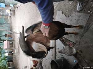 Se vinde Tap - imagine 4