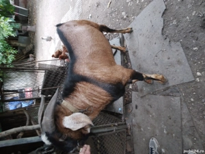 Se vinde Tap - imagine 3