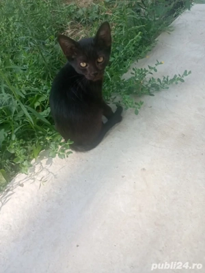 donez pisici - imagine 3