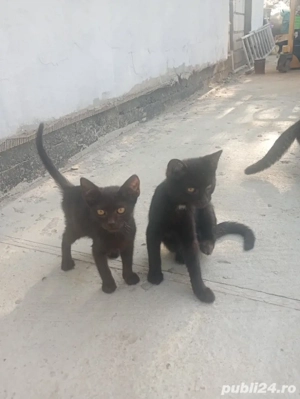 donez pisici - imagine 5