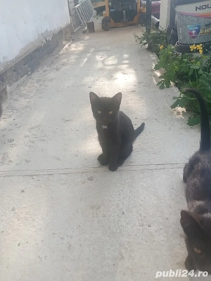 donez pisici - imagine 4