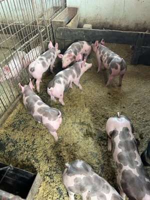 Purcei de carne  - imagine 3