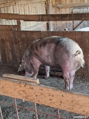 Vand porci - imagine 4