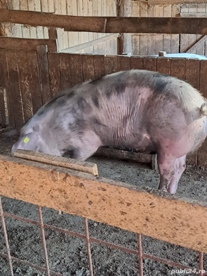 Vand porci - imagine 2