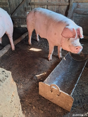 Vand porci - imagine 5